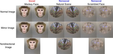 encode encore game guide|Neural populations in macaque anterior cingulate cortex encode .